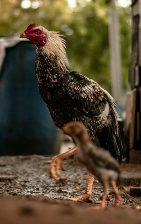 Shamo Hen and Chick - Chickenmethod.com