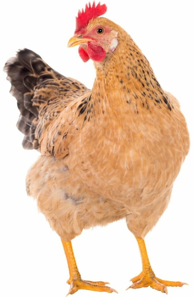 Brown Leghorn - Chickenmethod.com