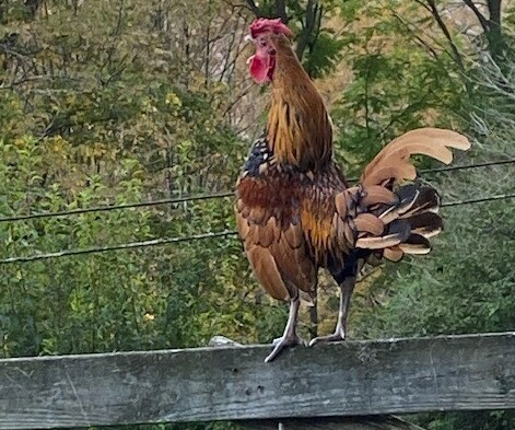 Sebright Rooster - Chickenmethod.com