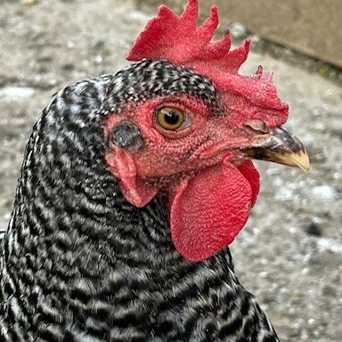 Single Comb of A Plymouth Rock Chicken - Chickenmethod.com