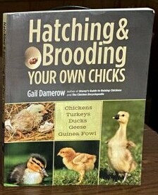 Hatching and Brooding Your Own Chicks by Gail Damerow - Chickenmethod.com