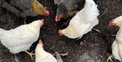 Chickens eating worms from a shovel. - Chickenmethod.com