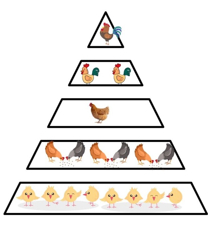 Chicken Heirarchy