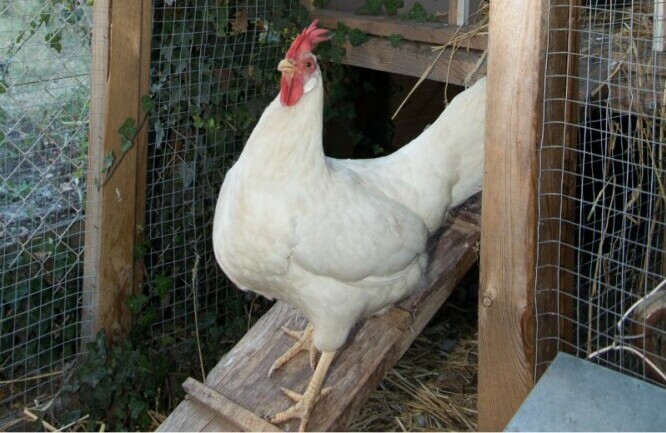 Image of Leghorn chicken standing proudly in a coop - Chickenmethod.com