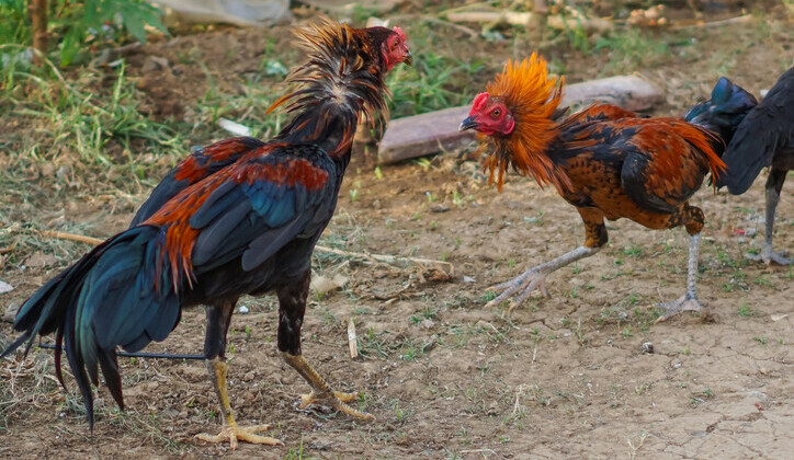 Malay Roosters Sparring - Chickenmethod.com