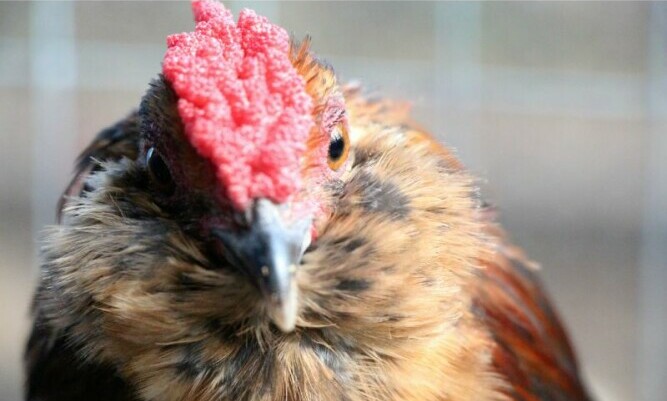 Rose Comb - Chickenmethod.com