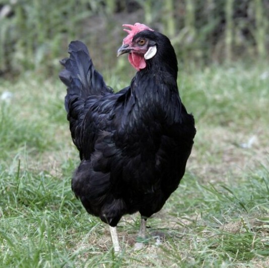 Black Leghorn - Chickenmethod.com