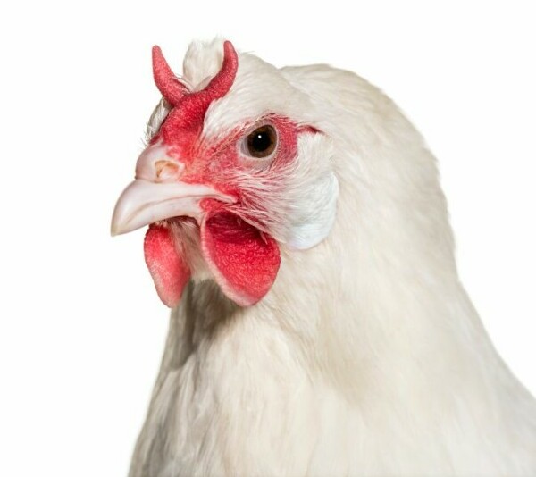 La Fleche Chicken - Chickenmethod.com