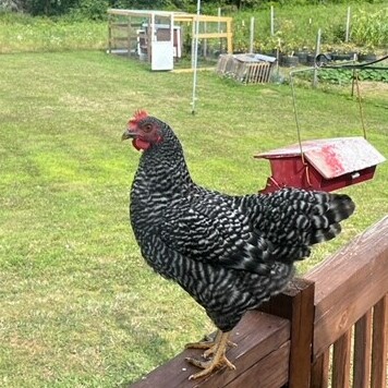 Barred Plymouth Rock - Chickenmethod.com