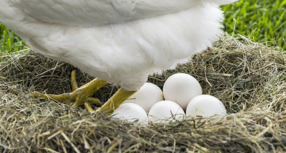 White Leghorn on Eggs - Chickenmethod.com