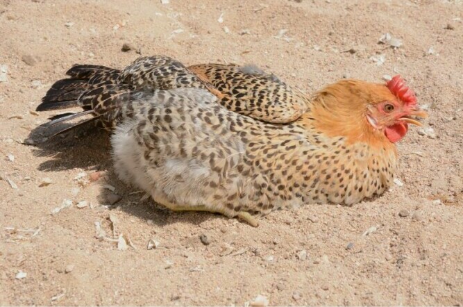 Sicilian Buttercup Chicken taking a dust bath - Chickenmethod.com