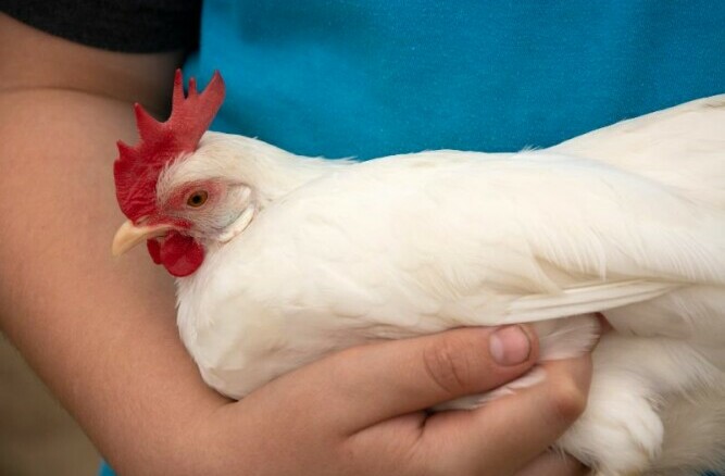 Leghorn in the arms of a child - Chickenmethod.com