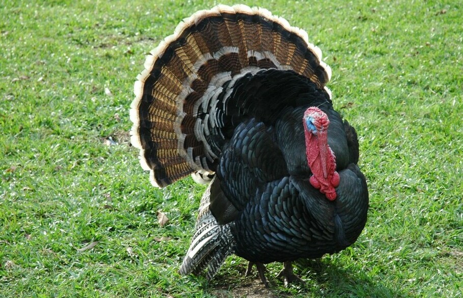 a turkey standing in a field