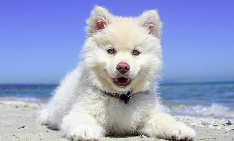 a cute white dog sitting on a sandy beach with the sea in the background