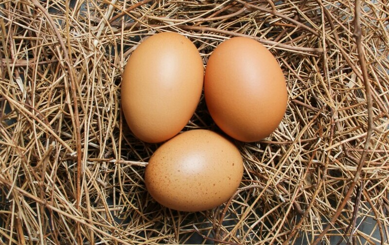 three eggs on a nest of hay