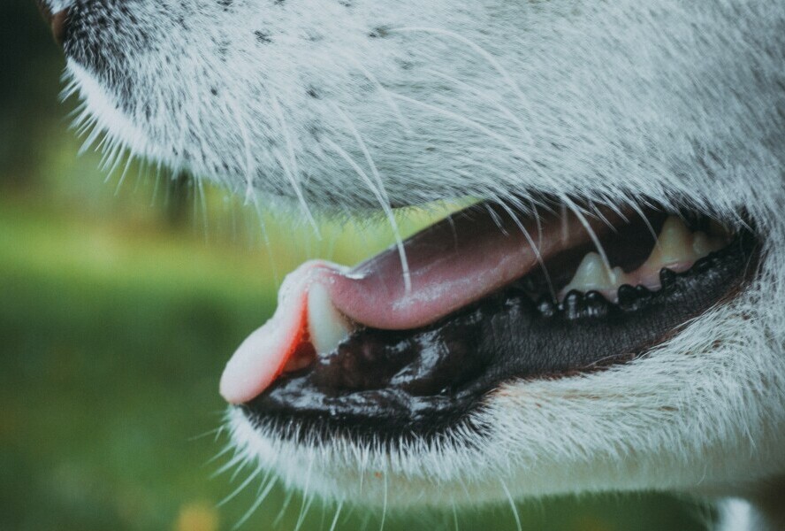 a dogs mouth with some missing teeth