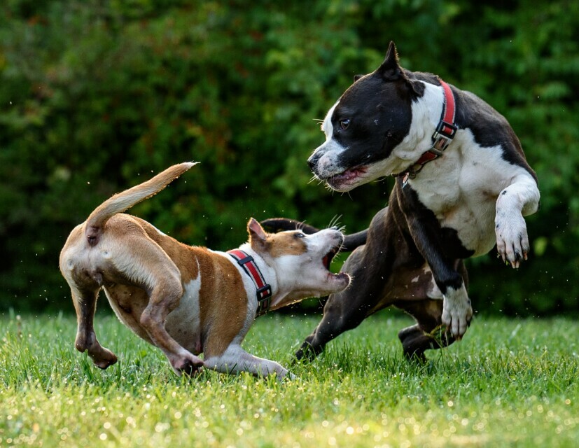 Two healthy dogs playing in a field with trees in the background