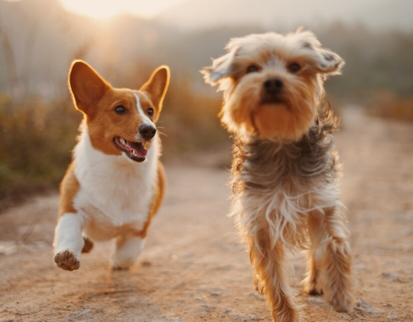 two happy and healthy looking dogs running together on a brown path