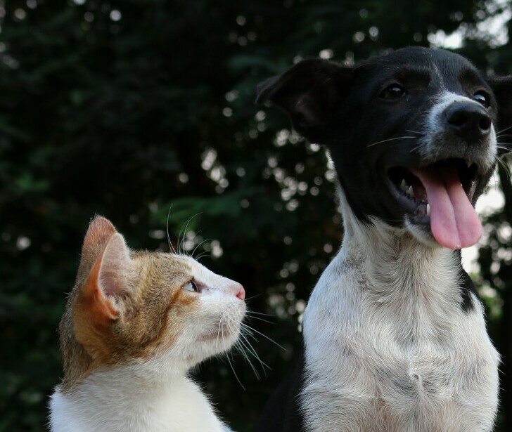 a black and white dog with his tongue out sitting next to a brown and white cat who is staring at the dog