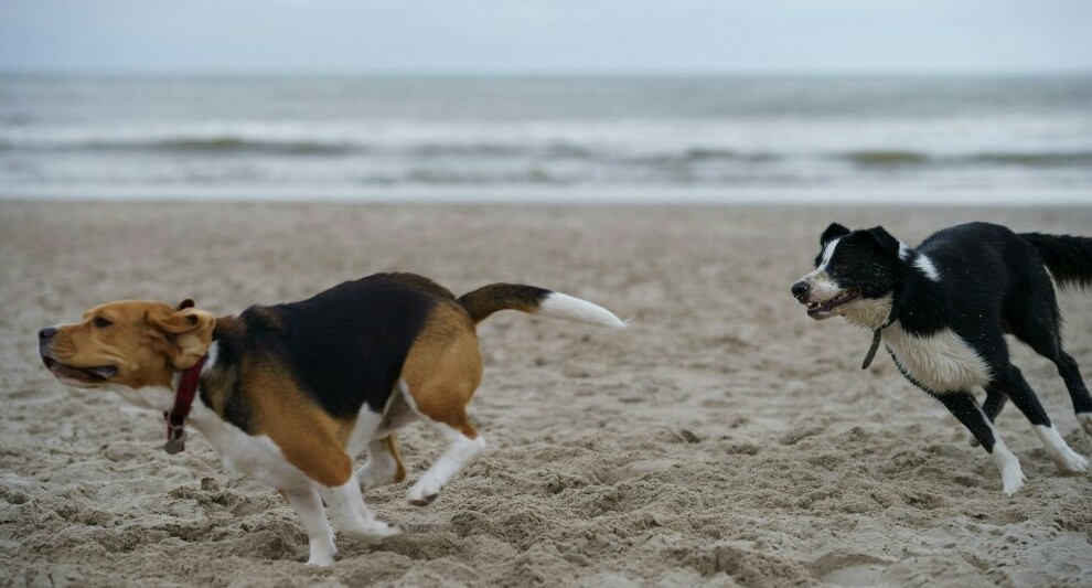 Two dogs playing on the beach with the sea in the background