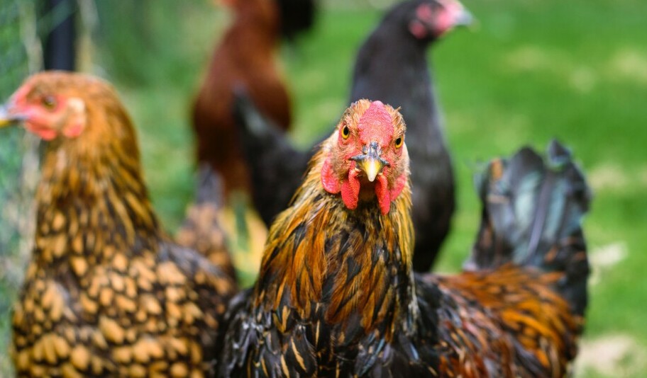 some chickens in a field