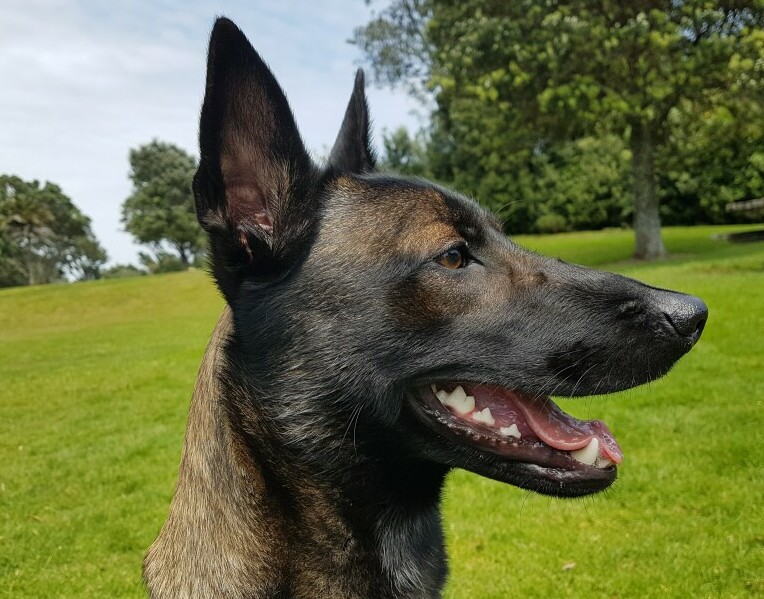 a big brown and black dog in a field with its mouth open so you can see its beauriful white teeth