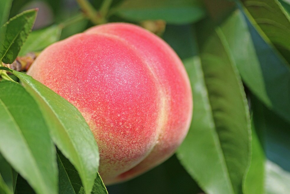 plump and ripe peach 