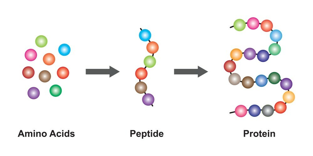 Amino Acids, Peptides, & Protein