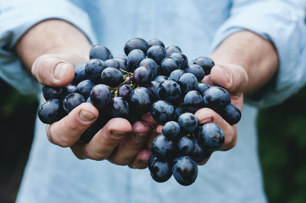 wine grapes