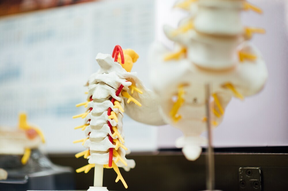 vertebrae