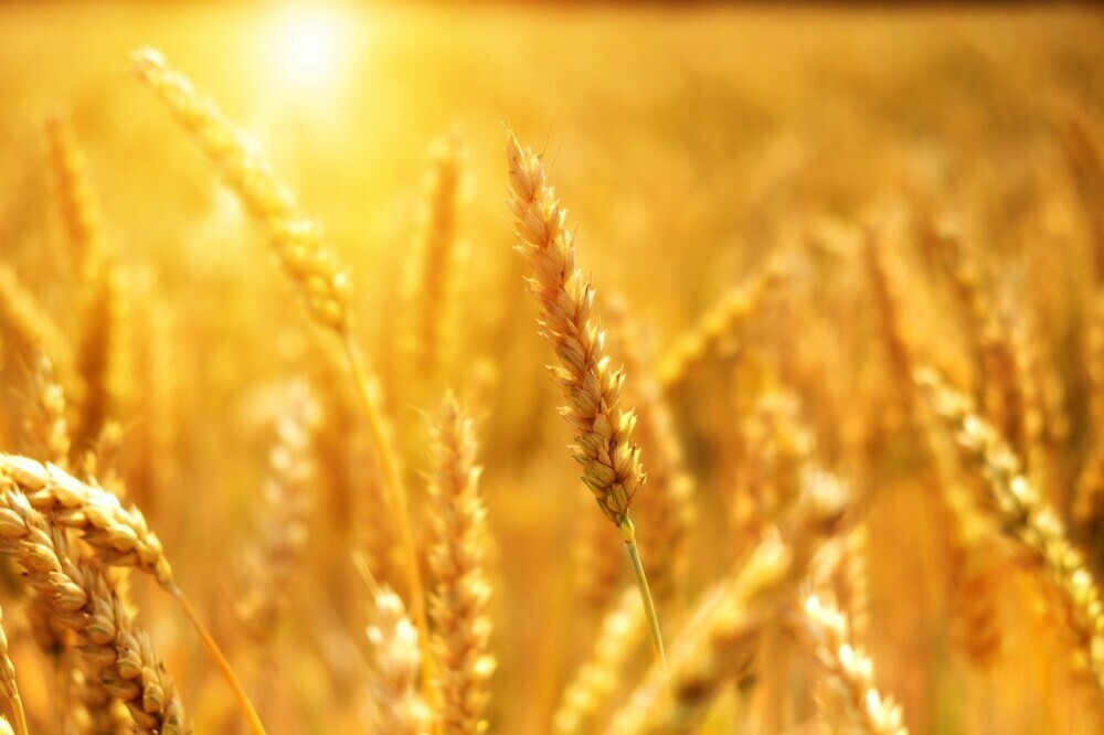 wheat in a field