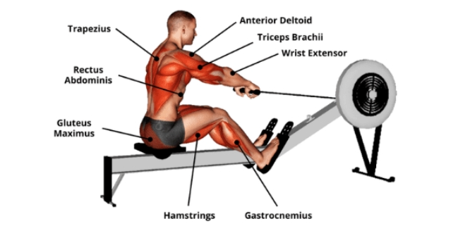 Muscles used for rowing