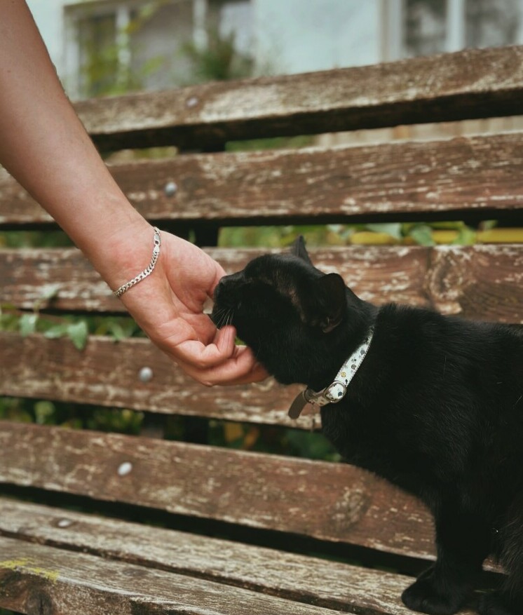 hand scratching under a black cat's chin