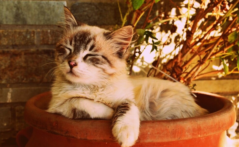 Kitten curled up in a flower pot smiling