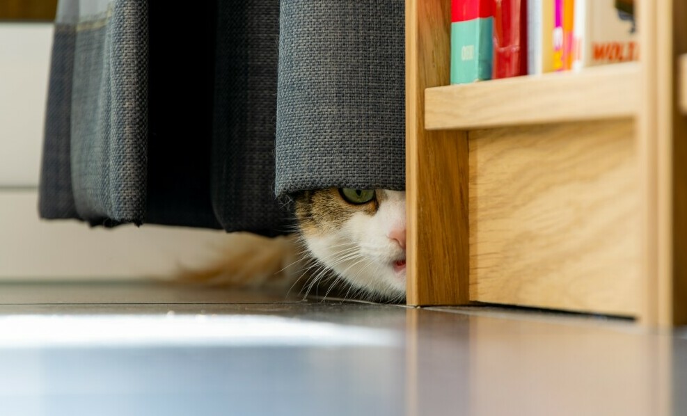 cat hiding behind curtain