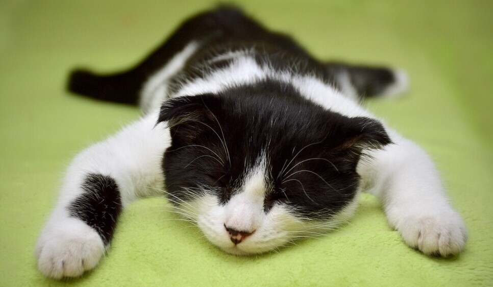 cat sleeping on tummy with all limbs out