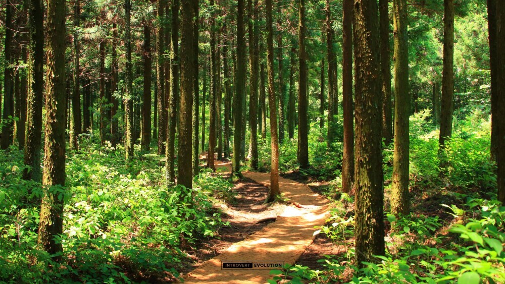 Nature walk path for introvert recharge