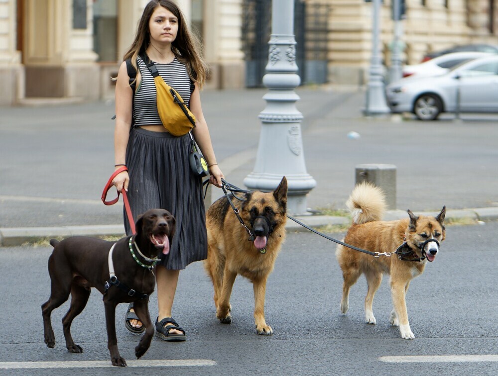 Dog walker with dogs