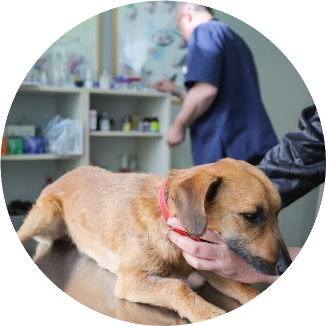Always Consult A Veterinarian First