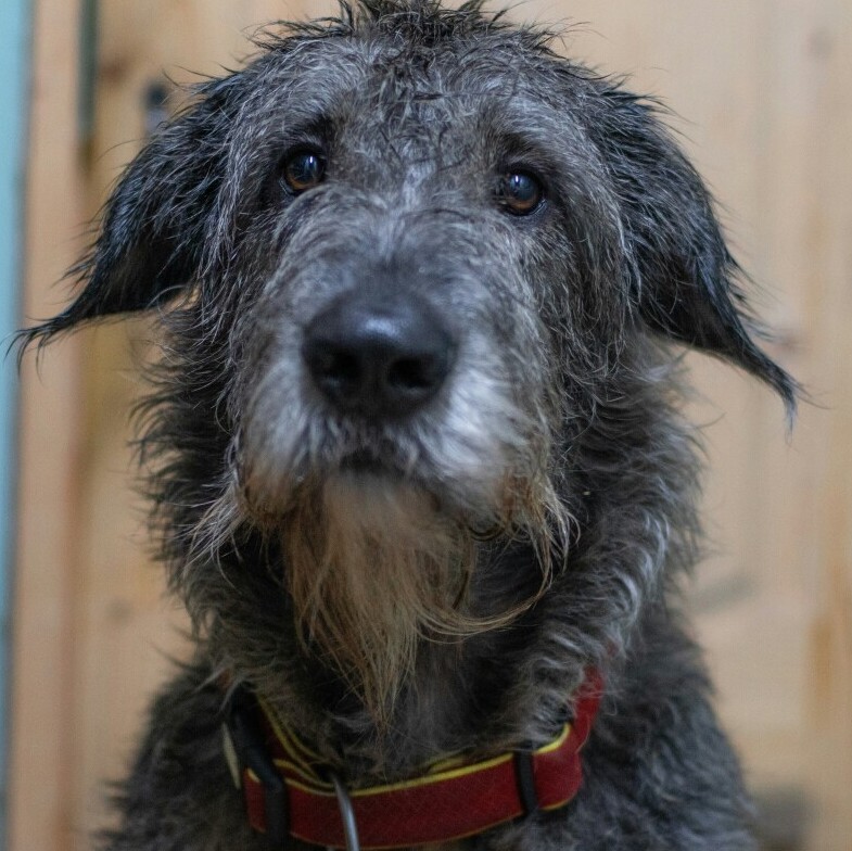 Sad Wolfhound 