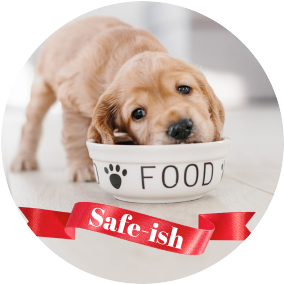 puppy eating cashews with ribbon saying safe-ish