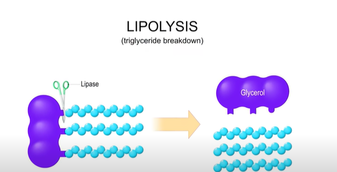 UNDERSTANDING THE KETO DIET - DIAGRAM OF LIPOLYSIS HOW FAT IS BROKEN DOWNNIN THE BODY