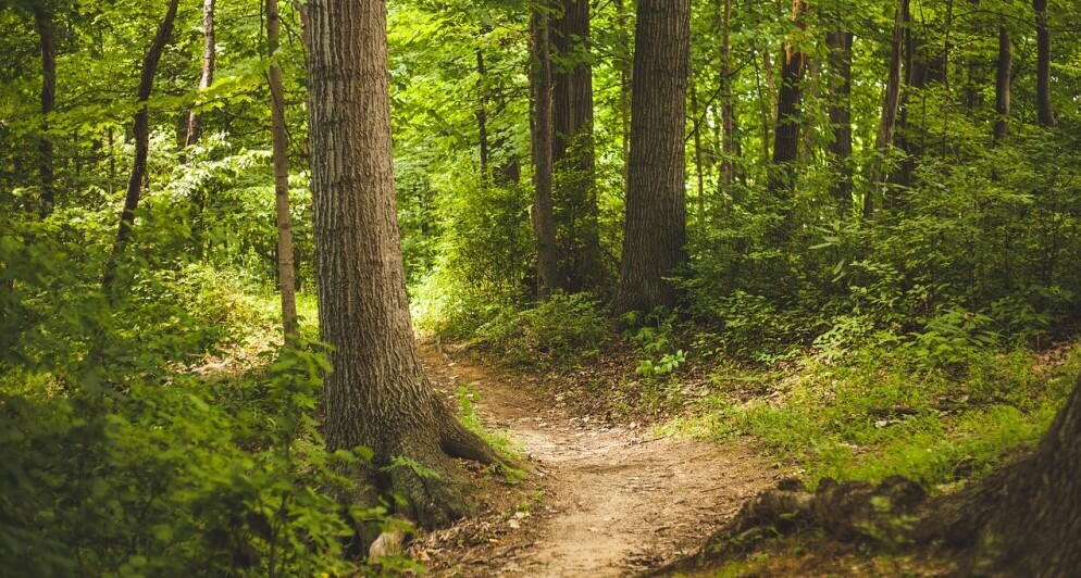 beginner-friendly trail