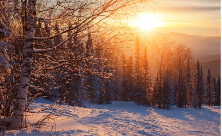 An image of a forest with sun shining through the tree tops
