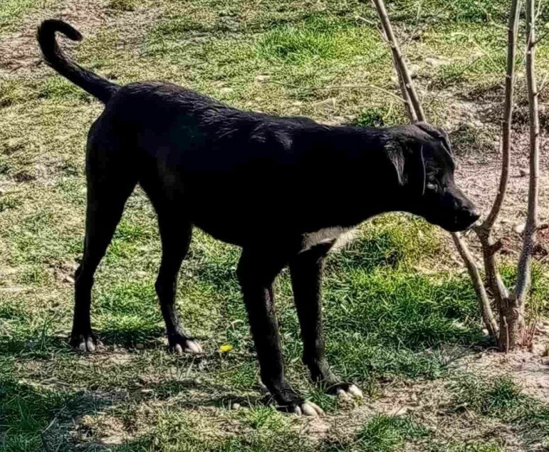 Betty sniffing a tree