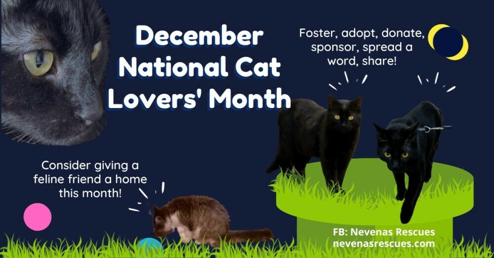 December, National Cat Lovers' Month