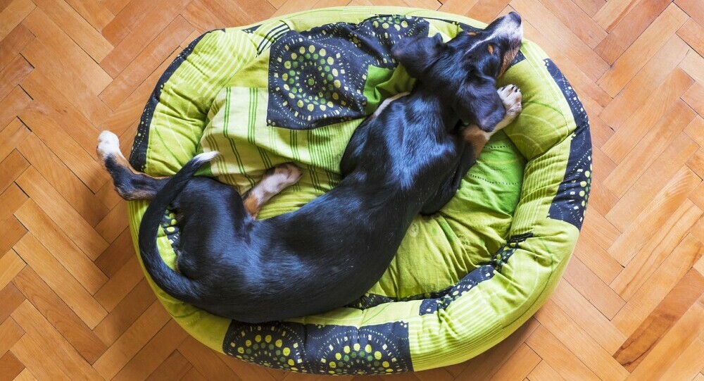 A Puppy Sleeping in Its Bed