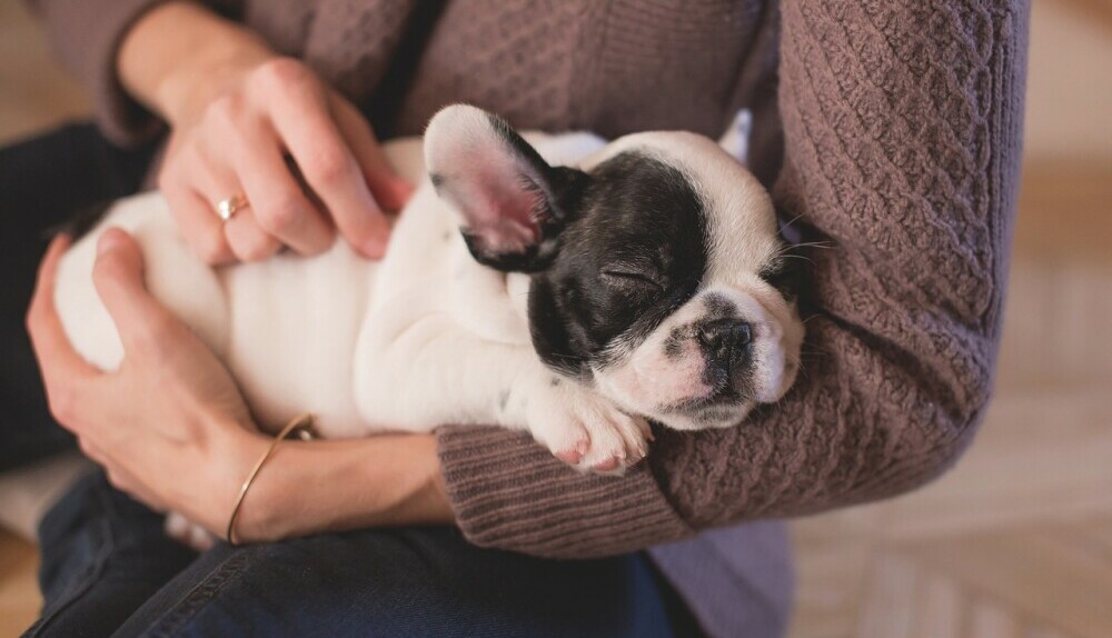 A Puppy Sleeping