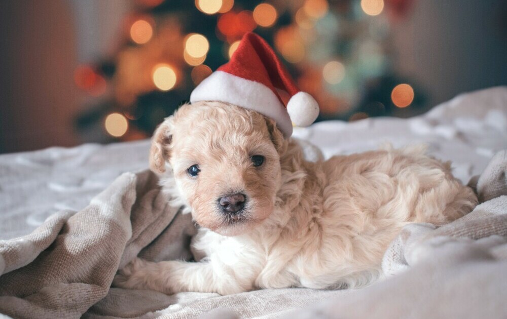 A Puppy in its Bed