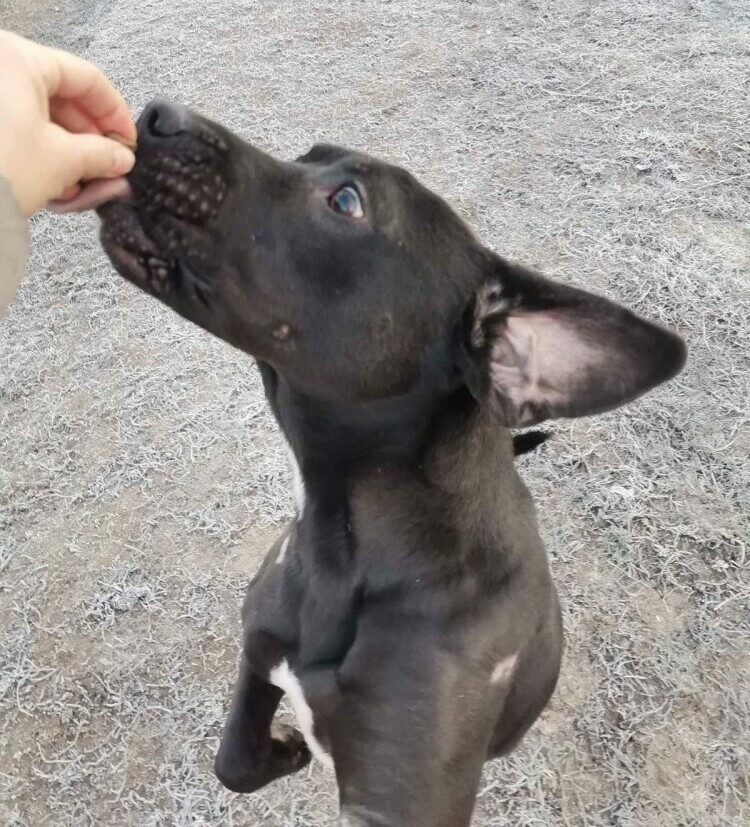 Harry Hand Feeding